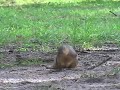 Squirrels ... and Rap Squirrels ... and Rap