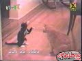 KungfuVsSumo - Hay que aprender a dar KungfuVsSumo - Hay que aprender a dar