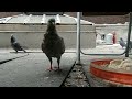 Dance of the blind pigeon 