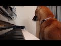 ピアノの練習をする柴犬さん