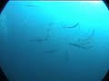 Inmersi�n en las Islas Medas