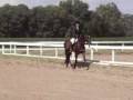 videos de Trakehner stallion Prelude By Mozart Hunter Under Saddle Winner