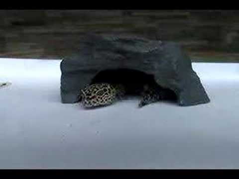Leo the Geko - A short film