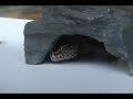 Leo the Geko - A short film Leo the Geko - A short film