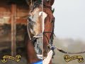 Big Brown vs. Curlin: Smack Talk