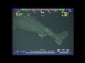 Sleeper shark footage recorded from ROV onboard Stena DrillMAX @ 9100' (2770 m) depth offshore Brazil. Recorded on February 11, 2012.