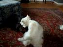 Addie playing with the Westies 2