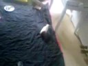 Popcorning cavy Popcorning cavy