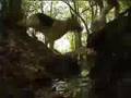 Dark woods