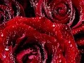 Basma - Shu 3a Bali § باسمه - شو ع بالي