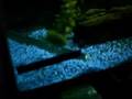 A video of my fish tanks!
