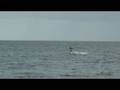 videos de 123kite now .