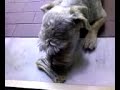 freddi cane goloso