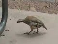 Chukar at Red Rock Canyon - 6/2/07 Chukar at Red Rock Canyon - 6/2/07