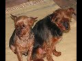 In beslag genomen honden te Remicourt. (deel1)