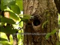 Slaty headed Parakeet at its nest-hole