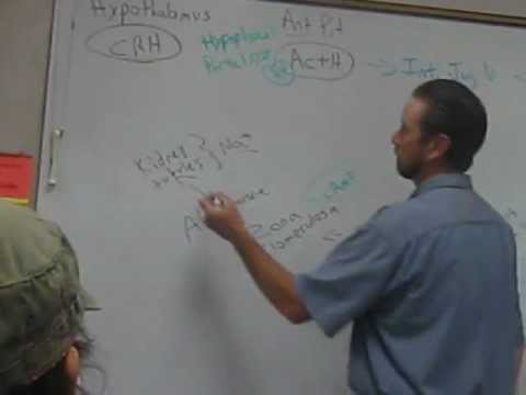 how to isolate mouse hypothalamus