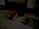 Kitten armored personnel carrier