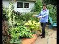 Instant Garden with Hostas