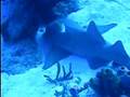 Sleeping Shark Bahamas