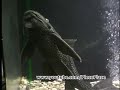 PLECOSTOMUS --19 inches long PLECOSTOMUS --19 inches long