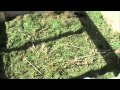 Potager En Bac