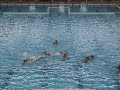 Pallanuoto - Posillipo vs. Plebiscito Padova (1-7-2008) Pallanuoto - Posillipo vs. Plebiscito Padova (1-7-2008)