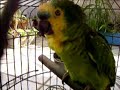 Loro fazendo barulho com o celular Loro fazendo barulho com o celular