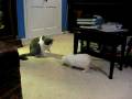 videos de mvi_2313.avi