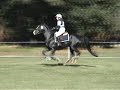 et hop le ti poney y fait du cross country....