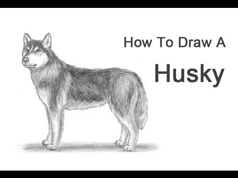 how to draw draw a dog