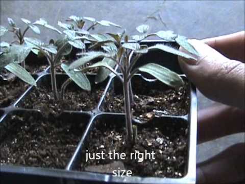how to transplant tomatoes