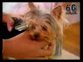 Perros más pequeños del mundo - Ripley