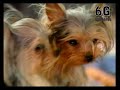 Perros-m-s-peque-os-