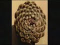 BT - FIBONACCI SEQUENCE