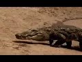 Erik w/a \"k\" plays w/African Crocodiles Steve Irwin Style?