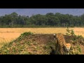 African Cats (TV Spot 'Real Life Lion King')