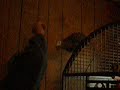 sophie has a thing about trying to touch her tail, now it is a game with her lol!