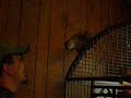 sophie has a thing about trying to touch her tail, now it is a game with her lol!