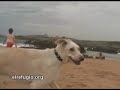Como se hizo la Gira canina de el Refugio