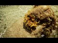 Positioned off the northern coast of Honduras, the small Caribbean archipelago of Cayos Cochinos beckons to scuba divers, snorkelers and nature-lovers alike. The islands and small coral cays form part of the world's second largest barrier reef system, and have been designated as a Marine Biological Reserve. In addition to exploring underwater, visitors can also immerse themselves in the Garifuna culture. (This video was filmed in July 2009 in conjunction with the Honduras Institute of Tourism.)...