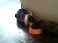 Cat eating with paw, funny, smart & cute Cat eating with paw, funny, smart & cute