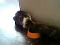 videos de Cat eating with paw, funny, smart & cute