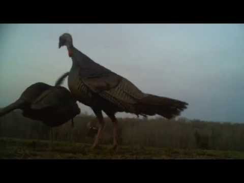 2013 Michigan Turkey Hunt