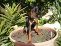 Rudy, pinscher nano