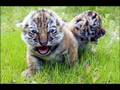 Wwf: Save...