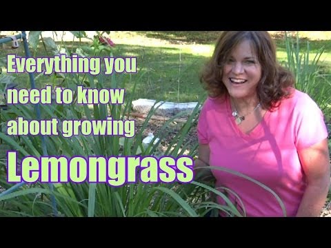 how to grow lemongrass uk