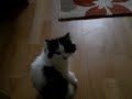 Hoppsende Babykatze Kitten