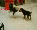 RAMIRO VS CHIRIPAS