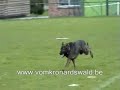 Darthez van Dingo\ Darthez van Dingo\